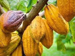 cacao2